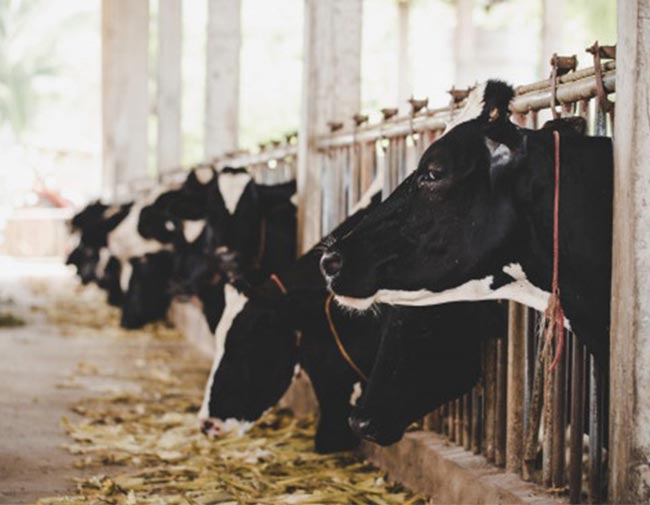 Ứng dụng Ozone xử lý chuồng trại chăn nuôi bò