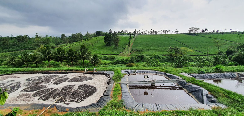 Xử lý mùi hôi trang trại bằng ozone