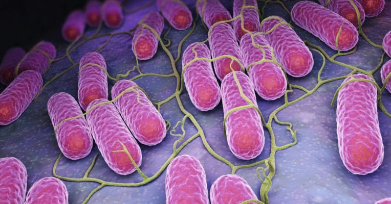 Ngộ độc thực phẩm do vi khuẩn Salmonella